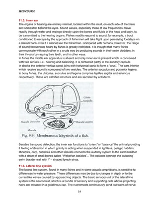 SEED COURSE
54
11.5. Inner ear
The organs of hearing are entirely internal, located within the skull, on each side of the brain
and somewhat behind the eyes. Sound waves, especially those of low frequencies, travel
readily through water and impinge directly upon the bones and fluids of the head and body, to
be transmitted to the hearing organs. Fishes readily respond to sound; for example, a trout
conditioned to escape by the approach of fishermen will take flight upon perceiving footsteps on
a stream bank even if it cannot see the fisherman. Compared with humans, however, the range
of sound frequencies heard by fishes is greatly restricted. It is thought that many fishes
communicate with each other in a crude way by producing sounds in their swim bladders, in
their throats by rasping their teeth, and in other ways.
In fishes the middle ear apparatus is absent and only inner ear is present which is concerned
with two senses. i.e., hearing and balancing. It is contained partly in the auditory capsule.
In sharks the anterior vertical canal joins with horizontal canal to form a “crus”. The pars inferior
which receive sound is composed of two vesicles. The anterior sacculus and posterior legena.
In bony fishes, the utriculus, succulus and legena comprise lapilles sagitta and astericus
respectively. These are calcified structure and are secreted by ectoderm.
Besides the sound detection, the inner ear functions to “orient “or “balance” the animal providing
it feeling of direction in which gravity is acting when suspended in lightless, pelagic habitats.
Minnows, carp, catfishes and other teleosts connects the auditory system to the swim bladder
with a chain of small bones called “Weberian ossicles”., The ossicles connect the pulsating
swim bladder wall with Y – shaped lymph sinus.
11.6. Lateral line system
The lateral line system, found in many fishes and in some aquatic amphibians, is sensitive to
differences in water pressure. These differences may be due to changes in depth or to the
currentlike waves caused by approaching objects. The basic sensory unit of the lateral line
system is the neuromast, which is a bundle of sensory and supporting cells whose projecting
hairs are encased in a gelatinous cap. The nueromasts continuously send out trains of nerve
 