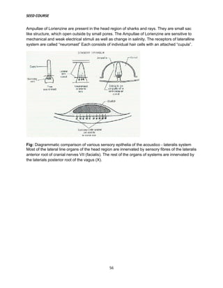 SEED COURSE
56
Ampullae of Lorienzine are present in the head region of sharks and rays. They are small sac
like structure, which open outside by small pores. The Ampullae of Lorienzine are sensitive to
mechanical and weak electrical stimuli as well as change in salinity. The receptors of lateralline
system are called “neuromast” Each consists of individual hair cells with an attached “cupula”.
Fig: Diagrammatic comparison of various sensory epithelia of the acoustico - lateralis system
Most of the lateral line organs of the head region are innervated by sensory fibres of the lateralis
anterior root of cranial nerves VII (facialis). The rest of the organs of systems are innervated by
the laterials posterior root of the vagus (X).
 