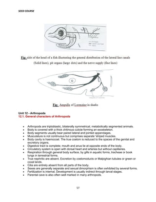 SEED COURSE
57
Unit 12 - Arthropoda
12.1. General characters of Arthropoda
 Arthropods are triploblastic, bilaterally symmetrical, metabolically segmented animals.
 Body is covered with a thick chitinous cuticle forming an exoskeleton.
 Body segments usually bear paired lateral and jointed appendages.
 Musculature is not continuous but comprises separate 'striped muscles.
 Body cavity is haemocoel. The true coelom is reduced to the spaces of the genital and
excretory organs.
 Digestive tract is complete; mouth and anus lie at opposite ends of the body.
 Circulatory system is open with dorsal heart and arteries but without capillaries.
 Respiration through general body surface, by gills in aquatic forms, tracheae or book
lungs in terrestrial forms.
 True nephritic are absent. Excretion by coelomoducts or Malpighian tubules or green or
coxal lands.
 Cilia are entirely absent from all parts of the body.
 Sexes are generally separate and sexual dimorphism is often exhibited by several forms.
 Fertilization is internal. Development is usually indirect through larval stages.
 Parental cave is also often well marked in many arthropods.
 