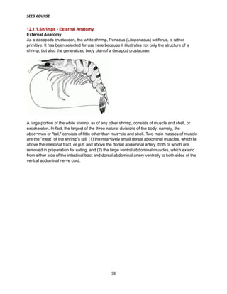 SEED COURSE
58
12.1.1.Shrimps - External Anatomy
External Anatomy
As a decapods crustacean, the white shrimp, Penaeus (Litopenacus) sctiferus, is rather
primitive. It has been selected for use here because it illustrates not only the structure of a
shrimp, but also the generalized body plan of a decapod crustacean.
A large portion of the white shrimp, as of any other shrimp, consists of muscle and shell, or
exoskeleton. In fact, the largest of the three natural divisions of the body; namely, the
abdo¬men or "tail," consists of little other than mus¬cle and shell. Two main masses of muscle
are the "meat" of the shrimp's tail: (1) the rela¬tively small dorsal abdominal muscles, which lie
above the intestinal tract, or gut, and above the dorsal abdominal artery, both of which are
removed in preparation for eating, and (2) the large ventral abdominal muscles, which extend
from either side of the intestinal tract and dorsal abdominal artery ventrally to both sides of the
ventral abdominal nerve cord.
 