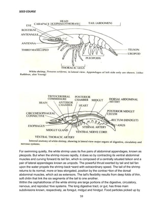 SEED COURSE
59
For swimming quietly, the white shrimp uses its five pairs of abdominal appendages, known as
pleopods. But when the shrimp moves rapidly, it does so by contracting its ventral abdominal
muscles and curving forward its tail fan, which is composed of a centrally situated telson and a
pair of lateral appendages known as uropods. The powerful thrust exerted by tail and tail fan
upon the water propels the shrimp back¬ward with extraordinary speed. The tail of the shrimp
returns to its normal, more or less elongated, position by the contrac¬tion of the dorsal
abdominal muscles, which act as extensors. The tail's flexibility results from deep folds of thin,
soft chitin that link the six segments of the tail to one another.
Within the cephalothorax of the white shrimp are large portions of the digestive, circulatory,
nervous, and reproduc¬tive systems. The long digestive tract, or gut, has three main
subdivisions known, respectively, as foregut, midgut and hindgut. Food particles picked up by
 