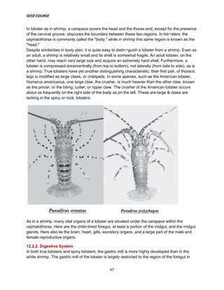 SEED COURSE
67
In lobster as in shrimp, a carapace covers the head and the thorax and, except for the presence
of the cervical groove, obscures the boundary between these two regions. In lob¬sters, the
cephalothorax is commonly called the "body," while in shrimp this same region is known as the
"head."
Despite similarities in body plan, it is quite easy to distin¬guish a lobster from a shrimp. Even as
an adult, a shrimp is relatively small and its shell is somewhat fragile. An adult lobster, on the
other hand, may reach very large size and acquire an extremely hard shell. Furthermore, a
lobster is compressed dorsoventrally (from top to bottom), not laterally (from side to side), as is
a shrimp. True lobsters have yet another distinguishing characteristic: their first pair, of thoracic
legs is modified as large claws, or chelipeds. In some species, such as the American lobster,
Homarus americanus, one large claw, the crusher, is much heavier than the other claw, known
as the pincer, or the biting, cutter, or ripper claw. The crusher of the American lobster occurs
about as frequently on the right side of the body as on the left. These are large & claws are
lacking in the spiny or rock, lobsters.
As in a shrimp, many vital organs of a lobster are situated under the carapace within the
cephalothorax. Here are the chitin-lined foregut, at least a portion of the midgut, and the midgut
glands. Here also lie the brain, heart, gills, excretory organs, and a large part of the male and
female reproductive organs.
12.2.2. Digestive System
In both true lobsters and spiny lobsters, the gastric mill is more highly developed than in the
white shrimp. The gastric mill of the lobster is largely restricted to the region of the foregut in
 