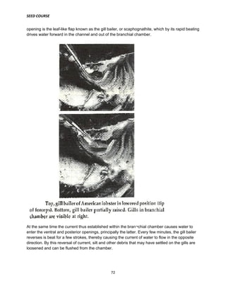 SEED COURSE
72
opening is the leaf-like flap known as the gill bailer, or scaphognathite, which by its rapid beating
drives water forward in the channel and out of the branchial chamber.
At the same time the current thus established within the bran¬chial chamber causes water to
enter the ventral and posterior openings, principally the latter. Every few minutes, the gill bailer
reverses is beat for a few strokes, thereby causing the current of water to flow in the opposite
direction. By this reversal of current, silt and other debris that may have settled on the gills are
loosened and can be flushed from the chamber.
 