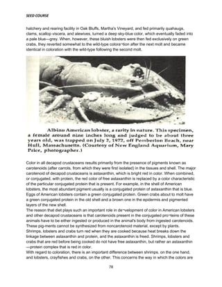 SEED COURSE
78
hatchery and rearing facility in Oak Bluffs, Martha's Vineyard, and fed primarily quahaugs,
clams, scallop viscera, and alewives, turned a deep sky-blue color, which eventually faded into
a pale blue—grey. When, however, these bluish lobsters were then fed exclusively on green
crabs, they reverted somewhat to the wild-type colora¬tion after the next molt and became
identical in coloration with the wild-type following the second molt.
Color in all decapod crustaceans results primarily from the presence of pigments known as
carotenoids (after carrots, from which they were first isolated) in the tissues and shell. The major
carotenoid of decapod crustaceans is astaxanthin, which is bright red in color. When combined,
or conjugated, with protein, the red color of free astaxanthin is replaced by a color characteristic
of the particular conjugated protein that is present. For example, in the shell of American
lobsters, the most abundant pigment usually is a conjugated protein of astaxanthin that is blue.
Eggs of American lobsters contain a green conjugated protein. Green crabs about to molt have
a green conjugated protein in the old shell and a brown one in the epidermis and pigmented
layers of the new shell.
The reason that diet plays such an important role in de¬velopment of color in American lobsters
and other decapod crustaceans is that carotenoids present in the conjugated pro¬teins of these
animals have to be either ingested or produced in the animal's body from ingested carotenoids.
These pig-ments cannot be synthesized from noncarotenoid material, except by plants.
Shrimps, lobsters and crabs turn red when they are cooked because heat breaks down the
linkage between astaxanthin and protein, and the astaxanthin is freed. Shrimps, lobsters and
crabs that are red before being cooked do not have free astaxanthin, but rather an astaxanthin
—protein complex that is red in color.
With regard to coloration, there is an important difference between shrimps, on the one hand,
and lobsters, crayfishes and crabs, on the other. This concerns the way in which the colors are
 