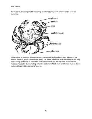 SEED COURSE
80
the blue crab, the last pair of thoracic legs is flattened and paddle-shaped and is used for
swimming.
While the tail of shrimp or lobster is among the meatiest and most succulent portions of the
animal, the tail of a crab contains little meat. The dorsal abdominal muscles are small and very
weak, being used solely to extend the tail backward. Virtually the only time at which these
muscles are used is during mating, when the abdomen of both male and female must be drawn
backward to permit the transfer of sperms.
 
