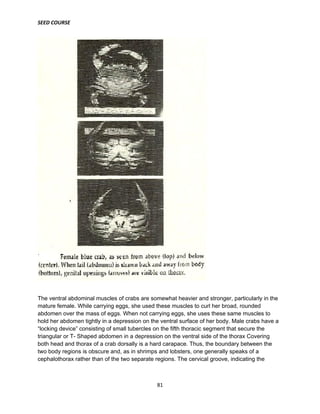 SEED COURSE
81
The ventral abdominal muscles of crabs are somewhat heavier and stronger, particularly in the
mature female. While carrying eggs, she used these muscles to curl her broad, rounded
abdomen over the mass of eggs. When not carrying eggs, she uses these same muscles to
hold her abdomen tightly in a depression on the ventral surface of her body. Male crabs have a
“locking device” consisting of small tubercles on the fifth thoracic segment that secure the
triangular or T- Shaped abdomen in a depression on the ventral side of the thorax Covering
both head and thorax of a crab dorsally is a hard carapace. Thus, the boundary between the
two body regions is obscure and, as in shrimps and lobsters, one generally speaks of a
cephalothorax rather than of the two separate regions. The cervical groove, indicating the
 