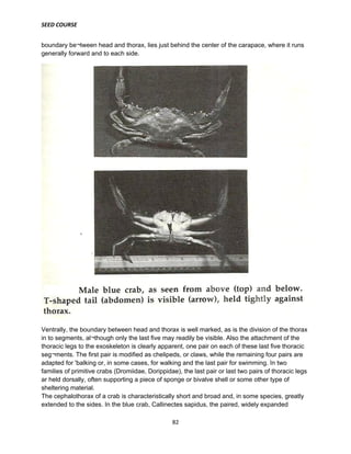 SEED COURSE
82
boundary be¬tween head and thorax, lies just behind the center of the carapace, where it runs
generally forward and to each side.
Ventrally, the boundary between head and thorax is well marked, as is the division of the thorax
in to segments, al¬though only the last five may readily be visible. Also the attachment of the
thoracic legs to the exoskeleton is clearly apparent, one pair on each of these last five thoracic
seg¬ments. The first pair is modified as chelipeds, or claws, while the remaining four pairs are
adapted for 'balking or, in some cases, for walking and the last pair for swimming. In two
families of primitive crabs (Dromiidae, Dorippidae), the last pair or last two pairs of thoracic legs
ar held dorsally, often supporting a piece of sponge or bivalve shell or some other type of
sheltering material.
The cephalothorax of a crab is characteristically short and broad and, in some species, greatly
extended to the sides. In the blue crab, Callinectes sapidus, the paired, widely expanded
 