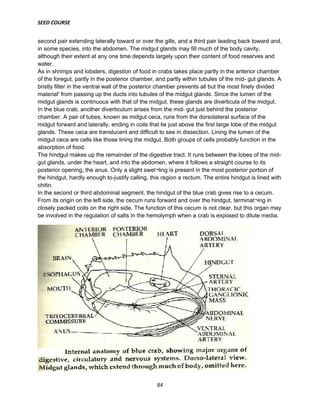 SEED COURSE
84
second pair extending laterally toward or over the gills, and a third pair leading back toward and,
in some species, into the abdomen. The midgut glands may fill much of the body cavity,
although their extent at any one time depends largely upon their content of food reserves and
water.
As in shrimps and lobsters, digestion of food in crabs takes place partly in the anterior chamber
of the foregut, partly in the posterior chamber, and partly within tubules of the mid- gut glands. A
bristly filter in the ventral wall of the posterior chamber prevents all but the most finely divided
material' from passing up the ducts into tubules of the midgut glands. Since the lumen of the
midgut glands is continuous with that of the midgut, these glands are diverticula of the midgut.
In the blue crab, another diverticulum arises from the mid- gut just behind the posterior
chamber. A pair of tubes, known as midgut ceca, runs from the dorsolateral surface of the
midgut forward and laterally, ending in coils that lie just above the first large lobe of the midgut
glands. These ceca are translucent and difficult to see in dissection. Lining the lumen of the
midgut ceca are cells like those lining the midgut. Both groups of cells probably function in the
absorption of food.
The hindgut makes up the remainder of the digestive tract. It runs between the lobes of the mid-
gut glands, under the heart, and into the abdomen, where it follows a straight course to its
posterior opening, the anus. Only a slight swel¬ling is present in the most posterior portion of
the hindgut, hardly enough to-justify calling, this region a rectum. The entire hindgut is lined with
chitin.
In the second or third abdominal segment, the hindgut of the blue crab gives rise to a cecum.
From its origin on the left side, the cecum runs forward and over the hindgut, terminat¬ing in
closely packed coils on the right side. The function of this cecum is not clear, but this organ may
be involved in the regulation of salts in the hemolymph when a crab is exposed to dilute media.
 
