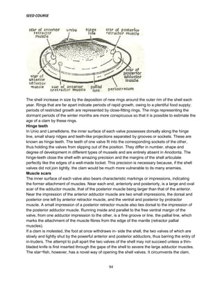 SEED COURSE
94
The shell increase in size by the deposition of new rings around the outer rim of the shell each
year. Rings that are far apart indicate periods of rapid growth, owing to a plentiful food supply;
periods of restricted growth are represented by close-fitting rings. The rings representing the
dormant periods of the winter months are more conspicuous so that it is possible to estimate the
age of a clam by these rings.
Hinge teeth
In Unio and Lamellidens, the inner surface of each valve possesses dorsally along the hinge
line, small sharp ridges and teeth-like projections separated by grooves or sockets. These are
known as hinge teeth. The teeth of one valve fit into the corresponding sockets of the other,
thus holding the valves from slipping out of the position. They differ in number, shape and
degree of development in different types of mussels and are entirely absent in Anodonta. The
hinge-teeth close the shell with amazing precision and the margins of the shell articulate
perfectly like the edges of a well-made locket. This precision is necessary because, if the shell
valves did not join tightly, the clam would be much more vulnerable to its many enemies.
Muscle scars
The inner surface of each valve also bears characteristic markings or impressions, indicating
the former attachment of muscles. Near each end, anteriorly and posteriorly, is a large and oval
scar of the adductor muscle, that of the posterior muscle being larger than that of the anterior.
Near the impression of the anterior adductor muscle are two small impressions, the dorsal and
posterior one left by anterior retractor muscle, and the ventral and posterior by protractor
muscle. A small impression of a posterior retractor muscle also lies dorsal to the impression of
the posterior adductor muscle. Running inside and parallel to the free ventral margin of the
valve, from one adductor impression to the other, is a fine groove or line, the pallial line, which
marks the attachment of the muscle fibres from the edge of the mantle (retractor pallial
muscles).
If a clam is molested, the foot at once withdraws in- side the shell, the two valves of which are
slowly and lightly shut by the powerful anterior and posterior adductors, thus barring the entry of
in-truders. The attempt to pull apart the two valves of the shell may not succeed unless a thin-
bladed knife is first inserted through the gape of the shell to severe the large adductor muscles.
The star¬fish, however, has a novel way of opening the shell valves. It circumvents the clam,
 