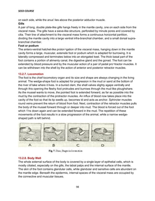 SEED COURSE
98
on each side, while the anus' lies above the posterior adductor muscle.
Gills
A pair of long, double plate-like gills hangs freely in the mantle cavity, one on each side from the
visceral mass. The gills have a sieve-like structure, perforated by minute pores and covered by
cilia. Their line of attachment to the visceral mass forms a continuous horizontal partition,
dividing the mantle cavity into a large ventral infra-branchial chamber, and a small dorsal supra-
branchial chamber.
Foot or podium
The antero-ventral hatchet-like prolon¬gation of the visceral mass, hanging down in the mantle
cavity forms a large, muscular, extensile foot or podium which is adapted for burrowing. It is
laterally compressed and terminates below into an elongated keel. The thick basal part of the
foot contains a portion of alimenty canal, the digestive gland and the gonad. The foot can be
extended by blood pressure and by the muscular action of a pair of pedal pro¬tractor muscles. It
can be withdrawn into the shell by the action of anterior and posterior retractor muscles.
13.2.7. Locomotion
The foot is the chief locomotory organ and its size and shape are always changing in the living
animal. The wedge-shape foot is adapted for progression in the mud or sand at the bottom of
the river of lake where it lives. In a buried clam, the shell valves slighty agape ventrally and
through this opening the fleshy foot protrudes and burrows through the mud like ploughshare.
As the mussel wants to move, the pointed foot is extended forward, as far as possible into the
mud by the contraction of the protractor muscles. An influx of blood now takes place into the
cavity of the foot so that its tip swells up, becomes td and acts as anchor. Sphincter muscles
round veins prevent the return of blood from foot. Next, contraction of the retractor muscles pulls
the body of the mussel forward through or deeper into mud. The blood is forced out of the foot
which 1'ns down again and can be extended forward in the mud. The repetition of these
movements of the foot results in a slow progression of the animal, while a narrow wedge-
shaped path is left behind.
13.2.8. Body Wall
The whole external surface of the body is covered by a single layer of epithelial cells, which is
mostly ciliated, especially on the gills, the labial palps and the internal surface of the mantle.
The skin of the foot contains glandular cells, while glandular and sensitive cells are abundant on
the mantle edge. Beneath the epidermis, internal spaces of the visceral mass are occupied by
the connective and muscular tissues.
 