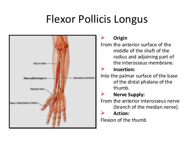Anatomy of flexor compartment of forearm
