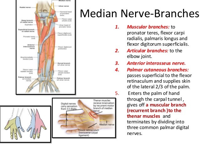 Anatomy of flexor compartment of forearm