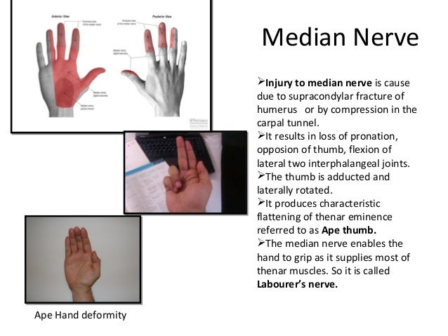 Anatomy of flexor compartment of forearm