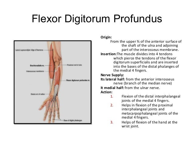 Anatomy of flexor compartment of forearm