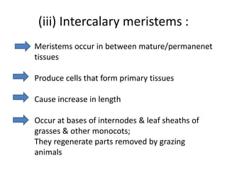 (iii) Intercalary meristems :
Meristems occur in between mature/permanenet
tissues

Produce cells that form primary tissues

Cause increase in length

Occur at bases of internodes & leaf sheaths of
grasses & other monocots;
They regenerate parts removed by grazing
animals
 