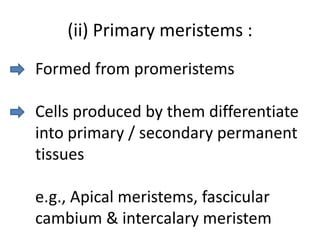 (ii) Primary meristems :
Formed from promeristems

Cells produced by them differentiate
into primary / secondary permanent
tissues

e.g., Apical meristems, fascicular
cambium & intercalary meristem
 