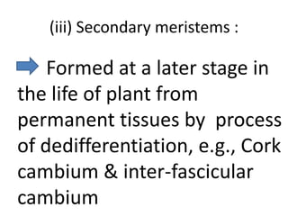(iii) Secondary meristems :

    Formed at a later stage in
the life of plant from
permanent tissues by process
of dedifferentiation, e.g., Cork
cambium & inter-fascicular
cambium
 