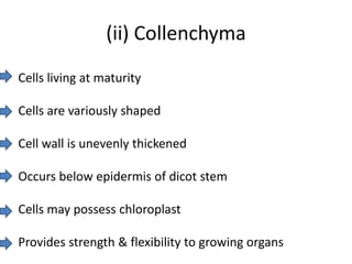 (ii) Collenchyma
Cells living at maturity

Cells are variously shaped

Cell wall is unevenly thickened

Occurs below epidermis of dicot stem

Cells may possess chloroplast

Provides strength & flexibility to growing organs
 
