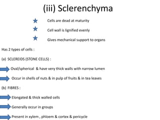 (iii) Sclerenchyma
                             Cells are dead at maturity

                             Cell wall is lignified evenly

                             Gives mechanical support to organs

Has 2 types of cells :

(a) SCLEREIDS (STONE CELLS) :

      Oval/spherical & have very thick walls with narrow lumen

      Occur in shells of nuts & in pulp of fruits & in tea leaves

(b) FIBRES :

      Elongated & thick walled cells

      Generally occur in groups

      Present in xylem , phloem & cortex & pericycle
 
