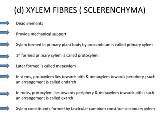 (d) XYLEM FIBRES ( SCLERENCHYMA)
Dead elements

Provide mechanical support

Xylem formed in primary plant body by procambium is called primary xylem

1st formed primary xylem is called protoxylem

Later formed is called metaxylem

In stems, protoxylem lies towards pith & metaxylem towards periphery ; such
an arrangement is called endarch

In roots, protoxylem lies towards periphery & metaxylem towards pith ; such
an arrangement is called exarch

Xylem constituents formed by fascicular cambium constitue secondary xylem
 