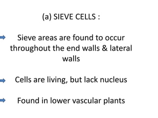 (a) SIEVE CELLS :

  Sieve areas are found to occur
throughout the end walls & lateral
               walls

 Cells are living, but lack nucleus

 Found in lower vascular plants
 