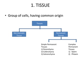 1. TISSUE
• Group of cells, having common origin

                      Tissues



     Meristematic                         Permanent
       Tissue                               Tissues



                           Simple Permanent           Complex
                           Tissues                    Permanent
                           1) Parenchyma              Tissues
                           2) Collenchyma             1) Xylem
                           3) Sclerenchyma            2) Phloem
 