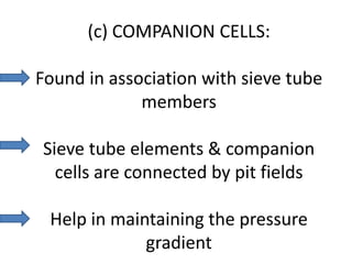 (c) COMPANION CELLS:

Found in association with sieve tube
             members

Sieve tube elements & companion
  cells are connected by pit fields

 Help in maintaining the pressure
             gradient
 