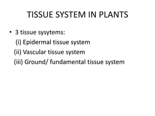 TISSUE SYSTEM IN PLANTS
• 3 tissue sysytems:
   (i) Epidermal tissue system
  (ii) Vascular tissue system
  (iii) Ground/ fundamental tissue system
 