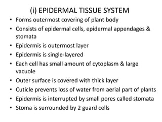 (i) EPIDERMAL TISSUE SYSTEM
• Forms outermost covering of plant body
• Consists of epidermal cells, epidermal appendages &
  stomata
• Epidermis is outermost layer
• Epidermis is single-layered
• Each cell has small amount of cytoplasm & large
  vacuole
• Outer surface is covered with thick layer
• Cuticle prevents loss of water from aerial part of plants
• Epidermis is interrupted by small pores called stomata
• Stoma is surrounded by 2 guard cells
 