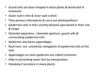 • Guard cells are bean-shaped in dicot plants & dumb bell in
  monocots
• Outer wall is thin & inner wall is thick
• They possess chloroplasts & carry out photosynthesis
• Epidermal cells in their vicinity become specialised in their size
  & shape
• Stomatal apparatus – stomatal aperture, guard cells &
  surrounding epidermal cells
• Epidermis also bears appendages
• Root hairs are unicellular elongation of epidermal cells of the
  root
• Appendages on stem epidermis are called trichomes
• Help in preventing water loss by transpiration
• Glandular/ secretory in many plants
 