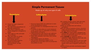 Simple Permanent Tissues
Made up of only one type of cells
❖ Forms the major component
within organs.
❖ The cells of the parenchyma are
generally isodiametric.
❖ They may be spherical, oval,
round, polygonal or elongated in
shape.
❖ Their walls are thin and made
up of cellulose.
❖ They may either be closely
packed or have small
intercellular spaces.
❖ The parenchyma performs
various functions like
photosynthesis, storage,
secretion.
Parenchyma
▪ Occurs in layers below the epidermis in most
of the dicotyledonous plants.
▪ It is found either as a homogeneous layer or in
patches.
▪ It consists of cells which are much thickened
at the corners due to a deposition of cellulose,
hemicellulose and pectin.
▪ Collenchymatous cells may be oval, spherical
or polygonal and often contain chloroplasts.
▪ These cells assimilate food when they contain
chloroplasts.
▪ Intercellular spaces are absent.
▪ They provide mechanical support to the
growing parts of the plant such as young stem
and petiole of a leaf.
Collenchyma
❑ It consists of long, narrow cells with thick
and lignified cell walls having a few or
numerous pits.
❑ They are usually dead and without
protoplasts.
❑ On the basis of variation in form, structure,
origin and development, sclerenchyma may
be either fibres or sclereids.
❑ The fibres are thick-walled, elongated and
pointed cells, generally occurring in groups,
in various parts of the plant.
❑ The sclereids are spherical, oval or
cylindrical, highly thickened dead cells with
very narrow cavities (lumen).
❑ These are commonly found in the fruit walls
of nuts; pulp of fruits like guava, pear and
sapota; seed coats of legumes and leaves of
tea.
❑ Sclerenchyma provides mechanical support
to organs.
Sclerenchyma
 