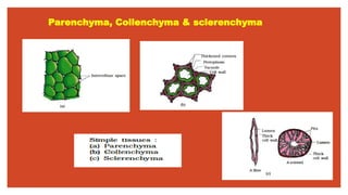 Parenchyma, Collenchyma & sclerenchyma
 