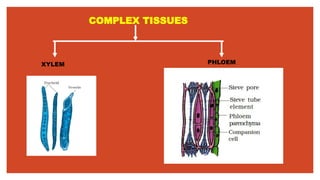 COMPLEX TISSUES
XYLEM PHLOEM
 