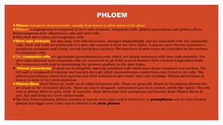 PHLOEM
❖Phloem transports food materials, usually from leaves to other parts of the plant.
❖Phloem in angiosperms is composed of sieve tube elements, companion cells, phloem parenchyma and phloem fibres.
❖Gymnosperms have albuminous cells and sieve cells.
❖They lack sieve tubes and companion cells.
❖Sieve tube elements are also long, tube-like structures, arranged longitudinally and are associated with the companion
cells. Their end walls are perforated in a sieve-like manner to form the sieve plates. A mature sieve element possesses a
peripheral cytoplasm and a large vacuole but lacks a nucleus. The functions of sieve tubes are controlled by the nucleus
of companion cells.
❖The companion cells are specialized parenchymatous cells, which are closely associated with sieve tube elements. The
sieve tube elements and companion cells are connected by pit fields present between their common longitudinal walls.
The companion cells help in maintaining the pressure gradient in the sieve tubes.
❖ Phloem parenchyma is made up of elongated, tapering cylindrical cells which have dense cytoplasm and nucleus. The
cell wall is composed of cellulose and has pits through which plasmodesmata connections exist between the cells. The
phloem parenchyma stores food material and other substances like resins, latex and mucilage. Phloem parenchyma is
absent in most of the monocotyledons.
❖Phloem fibres (bast fibres) are made up of collenchymatous cells. These are generally absent in the primary phloem but
are found in the secondary phloem. These are much elongated, unbranched and have pointed, needle like apices. The cell
wall of phloem fibres is quite thick. At maturity, these fibres lose their protoplasm and become dead. Phloem fibres of
jute, flax and hemp are used commercially.
❖The first formed primary phloem consists of narrow sieve tubes and is referred to as protophloem and the later formed
phloem has bigger sieve tubes and is referred to as meta phloem.
 
