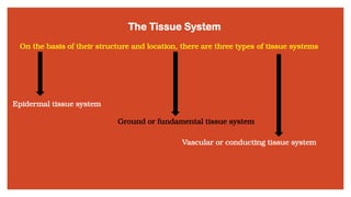 The Tissue System
On the basis of their structure and location, there are three types of tissue systems
Epidermal tissue system
Ground or fundamental tissue system
Vascular or conducting tissue system
 