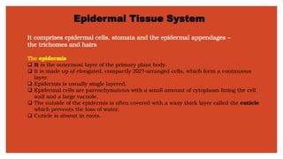 Epidermal Tissue System
It comprises epidermal cells, stomata and the epidermal appendages –
the trichomes and hairs
The epidermis
❑ It is the outermost layer of the primary plant body.
❑ It is made up of elongated, compactly 2021-arranged cells, which form a continuous
layer.
❑ Epidermis is usually single layered.
❑ Epidermal cells are parenchymatous with a small amount of cytoplasm lining the cell
wall and a large vacuole.
❑ The outside of the epidermis is often covered with a waxy thick layer called the cuticle
which prevents the loss of water.
❑ Cuticle is absent in roots.
 
