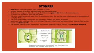 STOMATA
➢ Stomata are structures present in the epidermis of leaves.
➢ Stomata regulate the process of transpiration and gaseous exchange.
➢ Each stoma is composed of two bean shaped cells known as guard cells which enclose stomatal pore.
➢ In grasses, the guard cells are dumb-bell shaped.
➢ The outer walls of guard cells (away from the stomatal pore) are thin and the inner walls (towards the stomatal pore)
are highly thickened.
➢ The guard cells possess chloroplasts and regulate the opening and closing of stomata.
➢ Sometimes, a few epidermal cells, in the vicinity of the guard cells become specialized in their shape and size and are
known as subsidiary cells.
➢ The stomatal aperture, guard cells and the surrounding subsidiary cells are together called stomatal apparatus
 