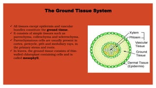 The Ground Tissue System
✓ All tissues except epidermis and vascular
bundles constitute the ground tissue.
✓ It consists of simple tissues such as
parenchyma, collenchyma and sclerenchyma.
✓ Parenchymatous cells are usually present in
cortex, pericycle, pith and medullary rays, in
the primary stems and roots.
✓ In leaves, the ground tissue consists of thin-
walled chloroplast containing cells and is
called mesophyll.
 