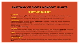 ANATOMMY OF DICOT& MONOCOT PLANTS
DICOTYLEDNOUS ROOT
1. Epiblem
The outermost layer is epiblem. Many of the cells of epiblem protrude in the form of unicellular root hairs.
2. Cortex
The cortex consists of several layers of thin-walled parenchyma cells with intercellular spaces.
3. Endodermis
The innermost layer of the cortex is called endodermis. It comprises a single layer of barrel-shaped cells
without any intercellular spaces. The
tangential as well as radial walls of the endodermal cells have a deposition of water-impermeable, waxy
material suberin
in the form of Casparian strips.
4. Pericycle
Next to endodermis lies a few layers of thick-walled parenchymatous cells referred to as pericycle. Initiation of
lateral roots and vascular cambium during the secondary growth takes place in these cells.
5. Pith
The pith is small or inconspicuous. The parenchymatous cells which lie between the xylem and the phloem are
called conjunctive tissue. There are usually two to four xylem and phloem patches. Later, a cambium ring
develops between the
6. Xylem and Phloem.
All tissues on the inner side of the endodermis such as pericycle, vascular bundles and pith constitute the
stele.
 