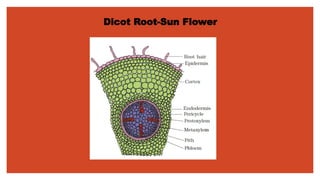 Dicot Root-Sun Flower
 