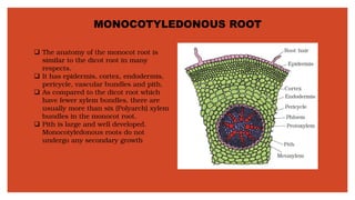 MONOCOTYLEDONOUS ROOT
❑ The anatomy of the monocot root is
similar to the dicot root in many
respects.
❑ It has epidermis, cortex, endodermis,
pericycle, vascular bundles and pith.
❑ As compared to the dicot root which
have fewer xylem bundles, there are
usually more than six (Polyarch) xylem
bundles in the monocot root.
❑ Pith is large and well developed.
Monocotyledonous roots do not
undergo any secondary growth
 