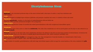 Dicotyledonous Stem
Epidermis
Epidermis is the outermost protective layer of the stem Covered with a thin layer of cuticle, it may bear trichomes and
a few stomata.
Cortex
The cells arranged in multiple layers between epidermis and pericycle constitute the cortex. It consists of three sub-zones.
Hypodermis
The outer hypodermis, consists of a few layers of collenchymatous cells just below the
epidermis, which provide mechanical strength to the young stem.
Cortical layers
It lies below hypodermis consist of rounded thin walled parenchymatous cells with conspicuous intercellular spaces.
Endodermis
The innermost layer of the cortex is called the endodermis. The cells of the endodermis are rich in starch grains and the layer is also referred to as
the starch sheath.
Pericycle
Pericycle is present on the inner side of the endodermis and above the phloem in the form of semi-lunar patches of sclerenchyma. In between the
vascular bundles there are a few layers of radially placed parenchymatous cells, which constitute medullary rays.
Vascular Bundle
A large number of vascular bundles are arranged in a ring ; the ‘ring’ arrangement of vascular bundles is a characteristic of dicot stem.
Each vascular bundle is conjoint, open, and with endarch protoxylem.
Pith
A large number of rounded, parenchymatous cells with large intercellular spaces which occupy the central portion of the stem constitute the pith.
 