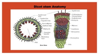 Dicot stem Anatomy
 