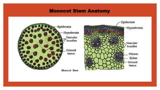 Monocot Stem Anatomy
 