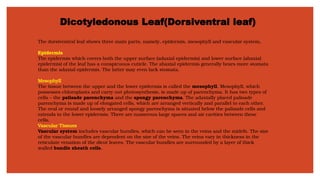 Dicotyledonous Leaf(Dorsiventral leaf)
The dorsiventral leaf shows three main parts, namely, epidermis, mesophyll and vascular system.
Epidermis
The epidermis which covers both the upper surface (adaxial epidermis) and lower surface (abaxial
epidermis) of the leaf has a conspicuous cuticle. The abaxial epidermis generally bears more stomata
than the adaxial epidermis. The latter may even lack stomata.
Mesophyll
The tissue between the upper and the lower epidermis is called the mesophyll. Mesophyll, which
possesses chloroplasts and carry out photosynthesis, is made up of parenchyma. It has two types of
cells – the palisade parenchyma and the spongy parenchyma. The adaxially placed palisade
parenchyma is made up of elongated cells, which are arranged vertically and parallel to each other.
The oval or round and loosely arranged spongy parenchyma is situated below the palisade cells and
extends to the lower epidermis. There are numerous large spaces and air cavities between these
cells.
Vascular Tissues
Vascular system includes vascular bundles, which can be seen in the veins and the midrib. The size
of the vascular bundles are dependent on the size of the veins. The veins vary in thickness in the
reticulate venation of the dicot leaves. The vascular bundles are surrounded by a layer of thick
walled bundle sheath cells.
 