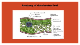 Anatomy of dorsiventral leaf
 
