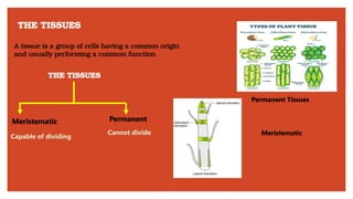 THE TISSUES
A tissue is a group of cells having a common origin
and usually performing a common function
THE TISSUES
Meristematic Permanent
Capable of dividing
Cannot divide
Permanent Tissues
Meristematic
 