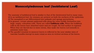 Monocotyledonous leaf (Isobilateral Leaf)
The anatomy of isobilateral leaf is similar to that of the dorsiventral leaf in many ways.
❑ In an isobilateral leaf, the stomata are present on both the surfaces of the epidermis;
❑ The mesophyll is not differentiated into palisade and spongy parenchyma
❑ In grasses, certain adaxial epidermal cells along the veins modify themselves into
large, empty, colourless cells. These are called bulliform cells. When the bulliform
cells in the leaves have absorbed water and are turgid, the leaf surface is exposed.
When they are flaccid due to water stress, they make the leaves curl inwards to
minimize water loss.
❑ The parallel venation in monocot leaves is reflected in the near similar sizes of
vascular bundles (except in main veins) as seen in vertical sections of the leaves.
 