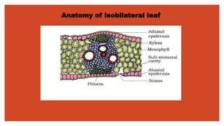 Anatomy of isobilateral leaf
 