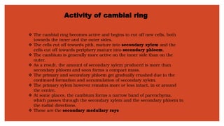 Activity of cambial ring
❖ The cambial ring becomes active and begins to cut off new cells, both
towards the inner and the outer sides.
❖ The cells cut off towards pith, mature into secondary xylem and the
cells cut off towards periphery mature into secondary phloem.
❖ The cambium is generally more active on the inner side than on the
outer.
❖ As a result, the amount of secondary xylem produced is more than
secondary phloem and soon forms a compact mass.
❖ The primary and secondary phloem get gradually crushed due to the
continued formation and accumulation of secondary xylem.
❖ The primary xylem however remains more or less intact, in or around
the centre.
❖ At some places, the cambium forms a narrow band of parenchyma,
which passes through the secondary xylem and the secondary phloem in
the radial directions.
❖ These are the secondary medullary rays
 